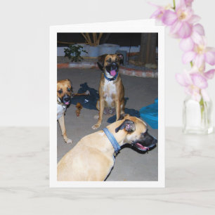 Honden 's nachts kaart