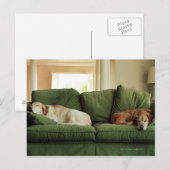Honden slapen op sofa briefkaart (Voorkant / Achterkant)