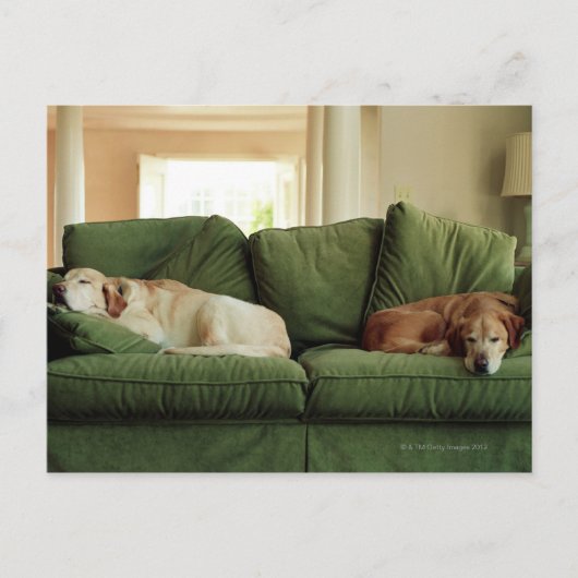 Honden slapen op sofa briefkaart (Voorkant)