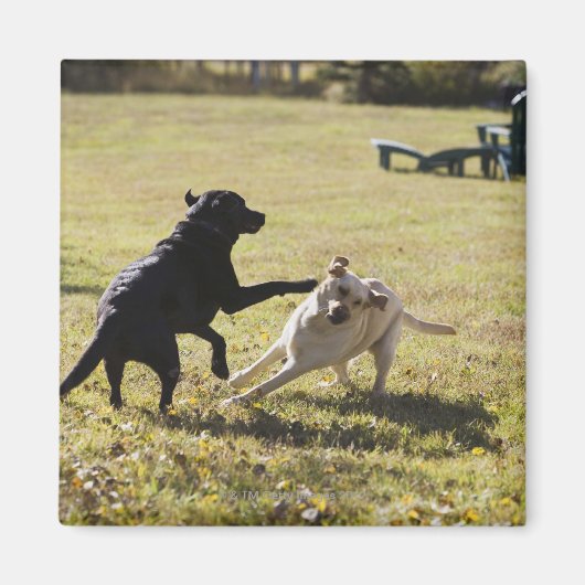 Honden spelen magneet (Voorkant)