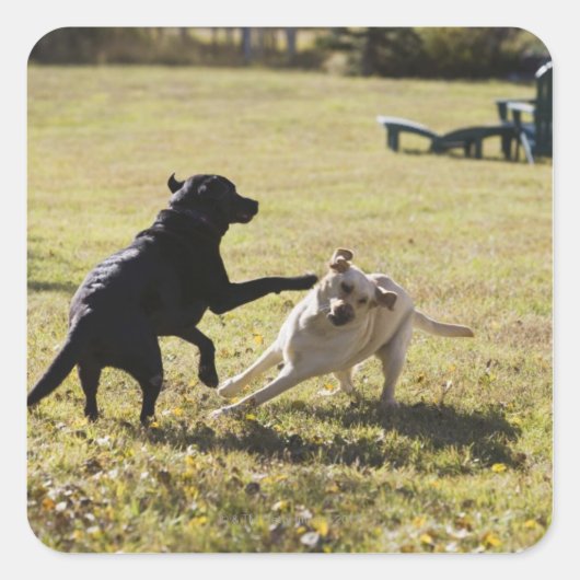 Honden spelen vierkante sticker (Voorkant)