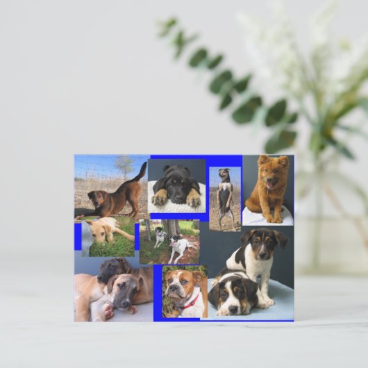 Honden van de dierenhouder van de OKC Briefkaart (Staand voorkant)