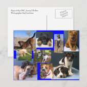 Honden van de dierenhouder van de OKC Briefkaart (Voorkant / Achterkant)