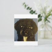 honden van eric ginsburg briefkaart (Staand voorkant)