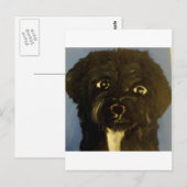 honden van eric ginsburg briefkaart (Voorkant / Achterkant)