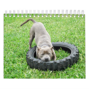 Honden van verschillende rassen 2019, kalender