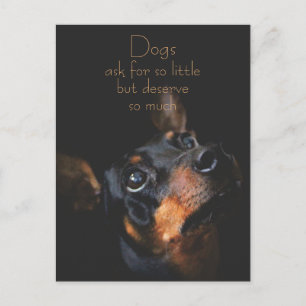 Honden vragen om zo weinig/Doberman Pinscher Briefkaart