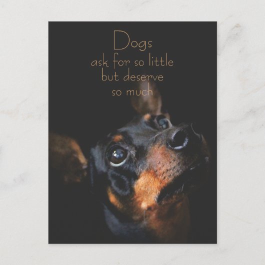 Honden vragen om zo weinig/Doberman Pinscher Briefkaart (Voorkant)