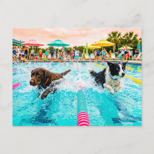 Honden zwemwedstrijd briefkaart