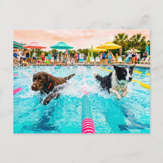Honden zwemwedstrijd briefkaart