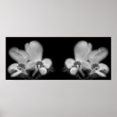 Hondenhout bloesems zwart-wit spiegel Abstract Poster (Voorkant)