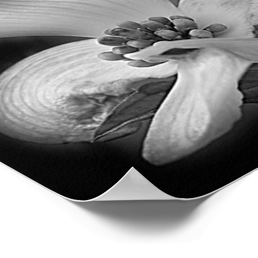 Hondenhout bloesems zwart-wit spiegel Abstract Poster (Hoek)