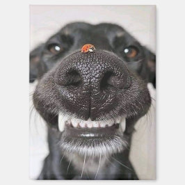 Hondenliefde.. Magneet