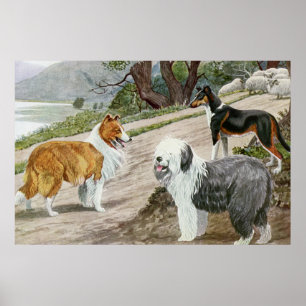 Hondenliefhebbers Art Collie Trio Poster