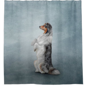 Hondenras Australian Shepherd Douchegordijn