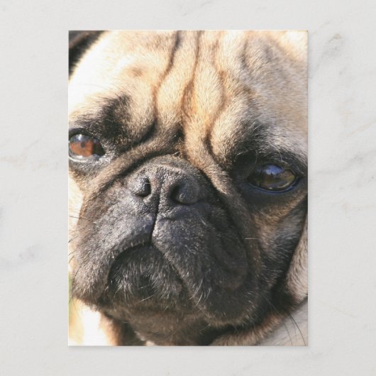 Hondenras Briefkaart (Voorkant)