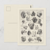  hondenrassen briefkaart (Voorkant / Achterkant)