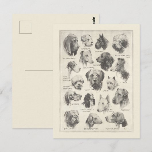  hondenrassen briefkaart (Voorkant / Achterkant)