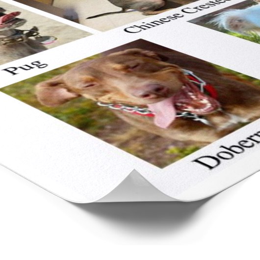 Hondenrassen Chart Poster (Hoek)