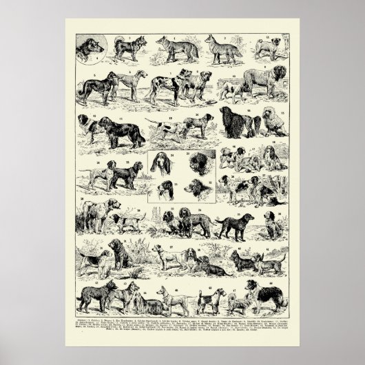  Hondenrassen Illustraties van Adolphe Millot Poster (Voorkant)