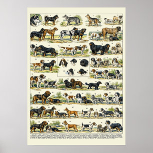 Hondenrassen kleur Illustraties Poster