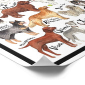 Hondenrassen Poster (Hoek)