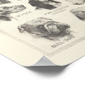  hondenrassen poster (Hoek)