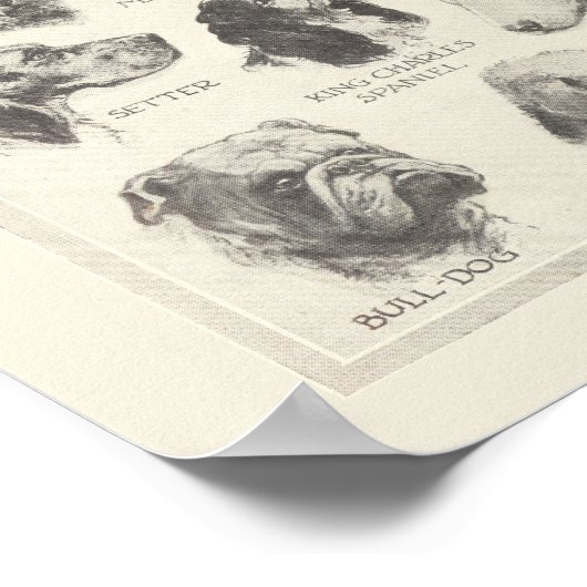  hondenrassen poster (Hoek)