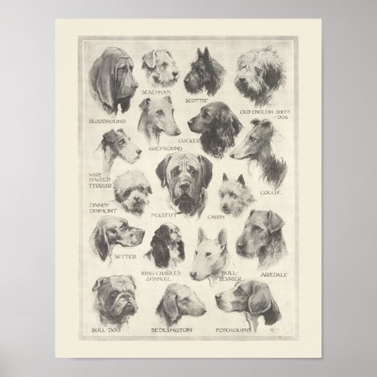  hondenrassen poster (Voorkant)