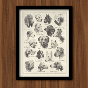 hondenrassen poster