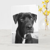 Hondenserie Kaart (Gele Bloem)