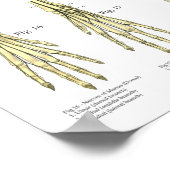 Hondenskeletzenuwen Anatomiekaart Poster (Hoek)