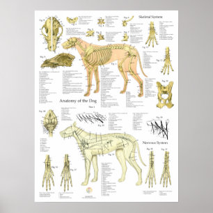 Hondenskeletzenuwen Anatomiekaart Poster