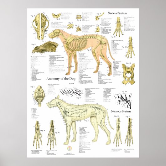 Hondenskeletzenuwen Anatomiekaart Poster (Voorkant)
