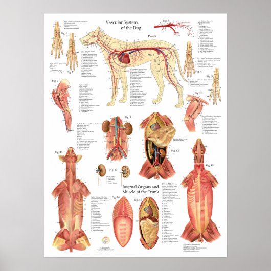 Hondenspieren slagaders Anatomie Chart Poster (Voorkant)