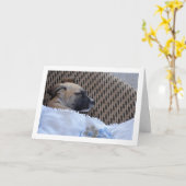 Hondje in Deken Kaart (Gele Bloem)