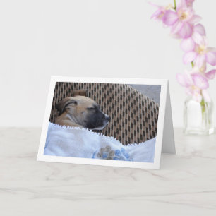 Hondje in Deken Kaart