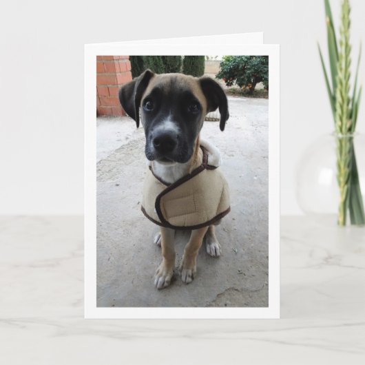 Hondje in Jas Kaart (Voorkant)