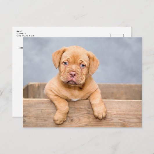 Hondje Postkaart (Voorkant / Achterkant)