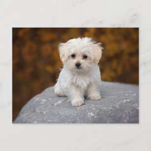 Hondje Witte Postkaart