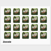 Hondjes, Coton de Tulear, Puppies Vierkante Sticker (Vel)