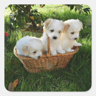 Hondjes, Coton de Tulear, Puppies Vierkante Sticker
