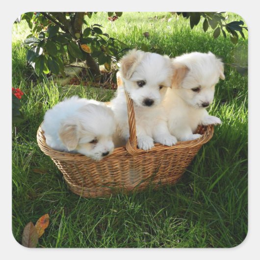 Hondjes, Coton de Tulear, Puppies Vierkante Sticker (Voorkant)