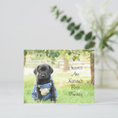 Hondjes op een ansichtkaart zijn de beste remedie briefkaart (Staand voorkant)