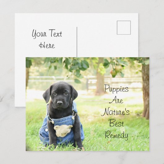 Hondjes op een ansichtkaart zijn de beste remedie briefkaart (Voorkant / Achterkant)