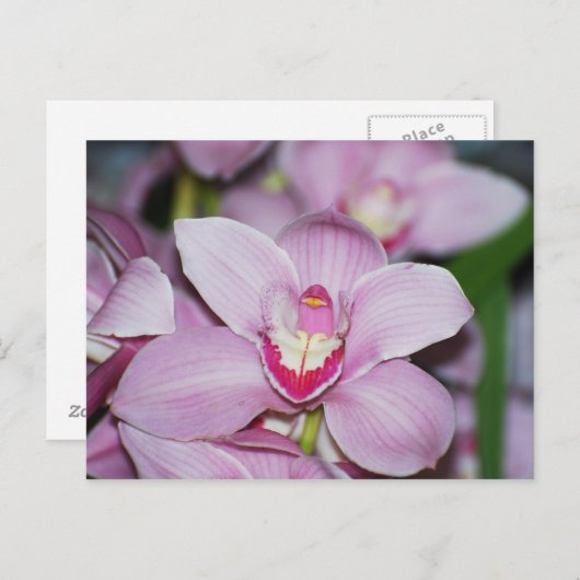 Honduran Orchideeën Briefkaart (Voorkant / Achterkant)