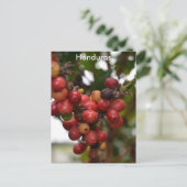 Honduras Coffee Beans Briefkaart (Staand voorkant)