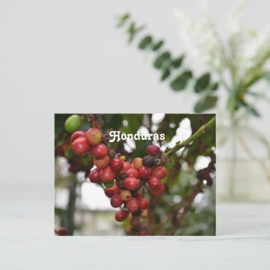 Honduras Coffee Beans Briefkaart (Staand voorkant)