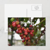 Honduras Coffee Beans Briefkaart (Voorkant / Achterkant)