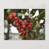 Honduras Coffee Beans Briefkaart (Voorkant)
